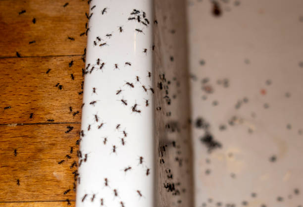 Best Pest Control for Homes  in Bloomingdale, TN