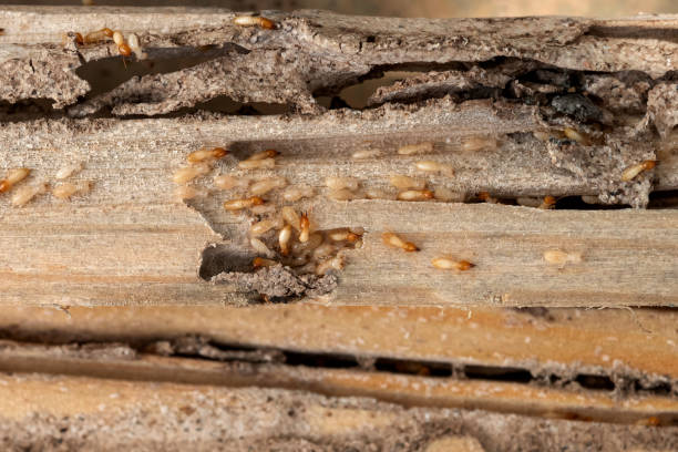Trusted Bloomingdale, TN Pest Control Experts